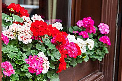 《星露谷物语》千万销量获得巨大成功 作者生活方式并未改变